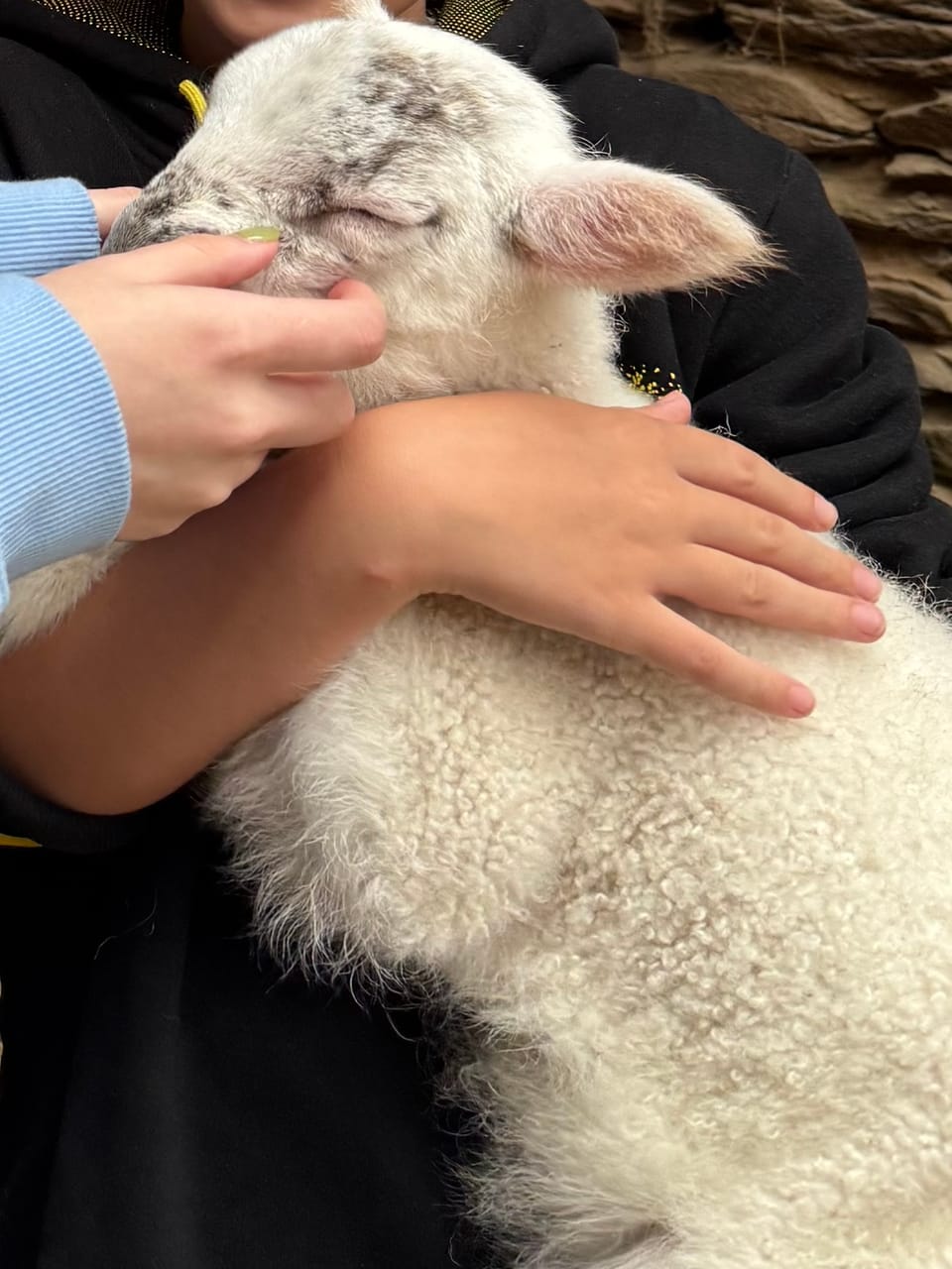 Hold a Baby Lamb in Ireland